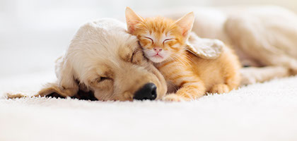 ペットと暮らす